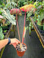 Caladium Ruby Spoon Rare Hybrid