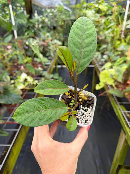 Neea virens "Blue", sp. “Blue Ecuador”, Rare