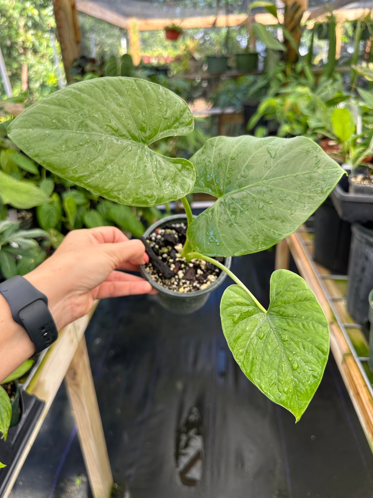 Alocasia Alba, Alocasia Crassifolia,