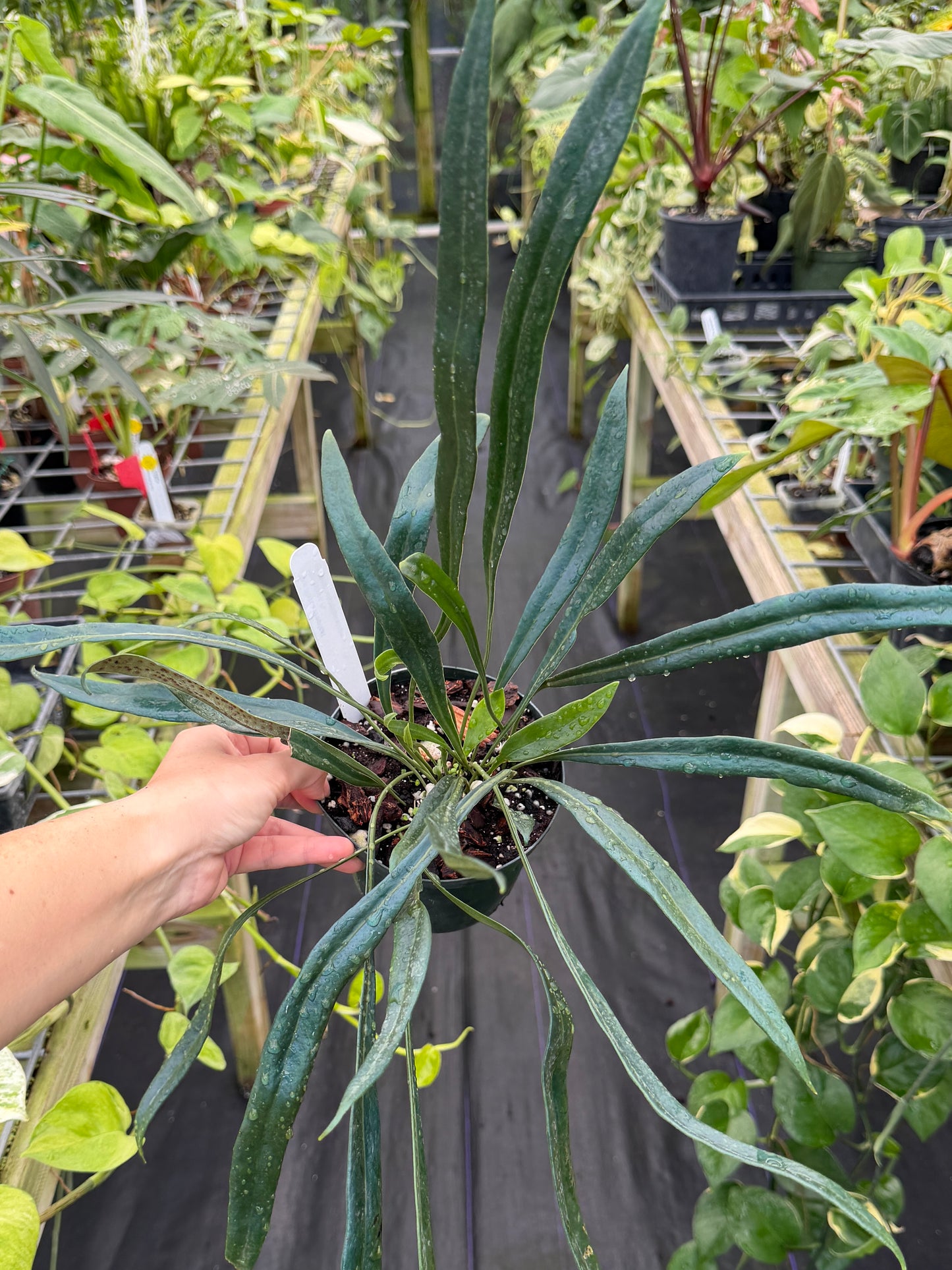 Microsorum thailandicum, Blue oil fern