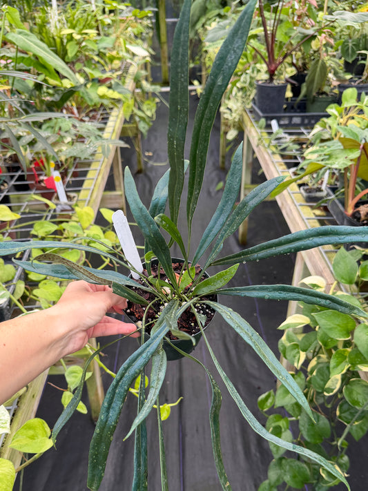 Microsorum thailandicum, Blue oil fern