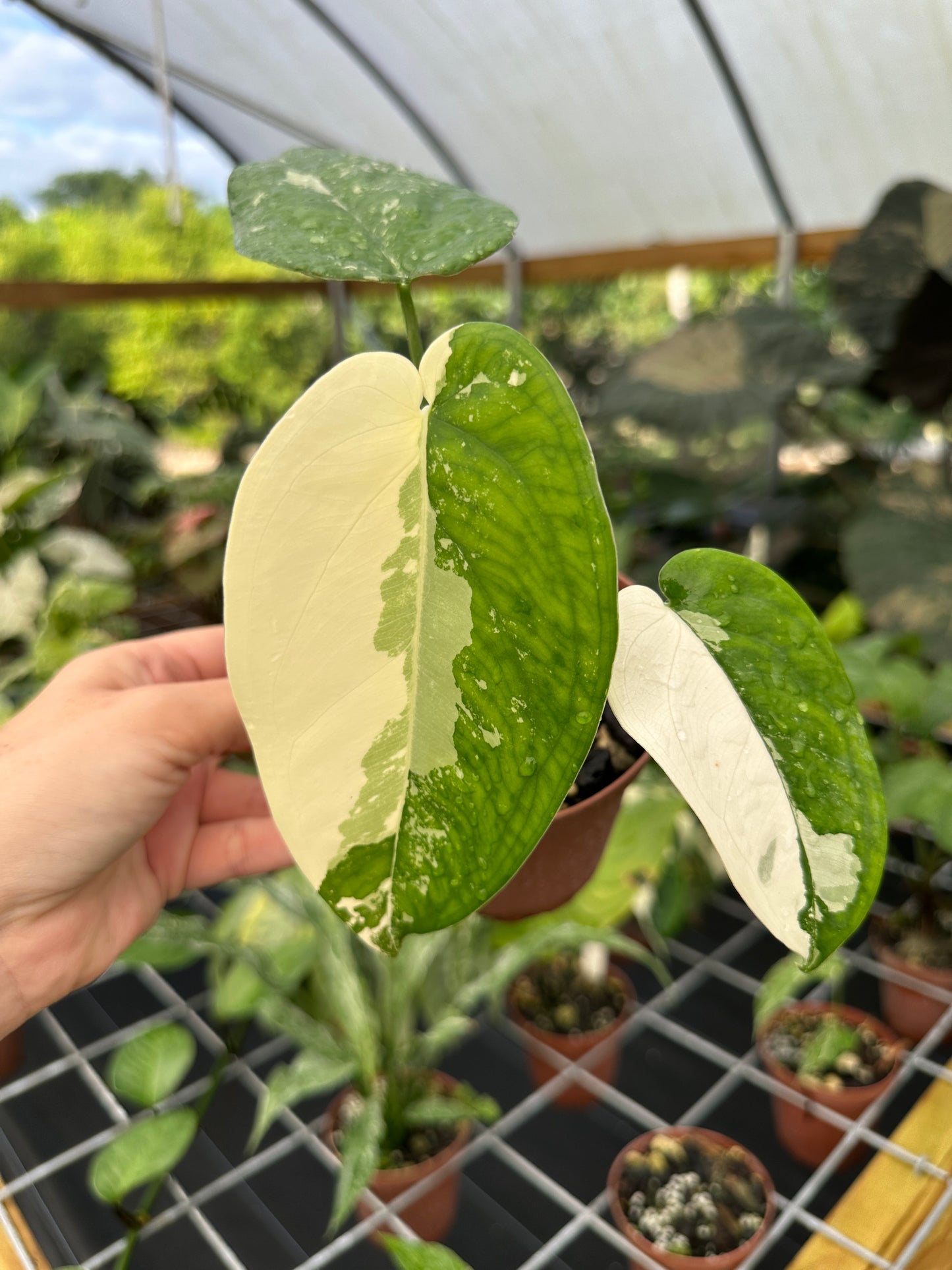 Syngonium chiapense variegated EXACT PLANT