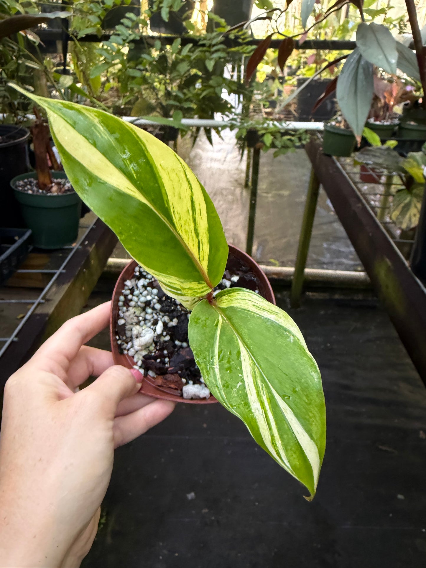 Riedelia sp. Variegated Red Stem Ginger Plant, Rare