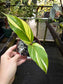 Riedelia sp. Variegated Red Stem Ginger Plant, Rare