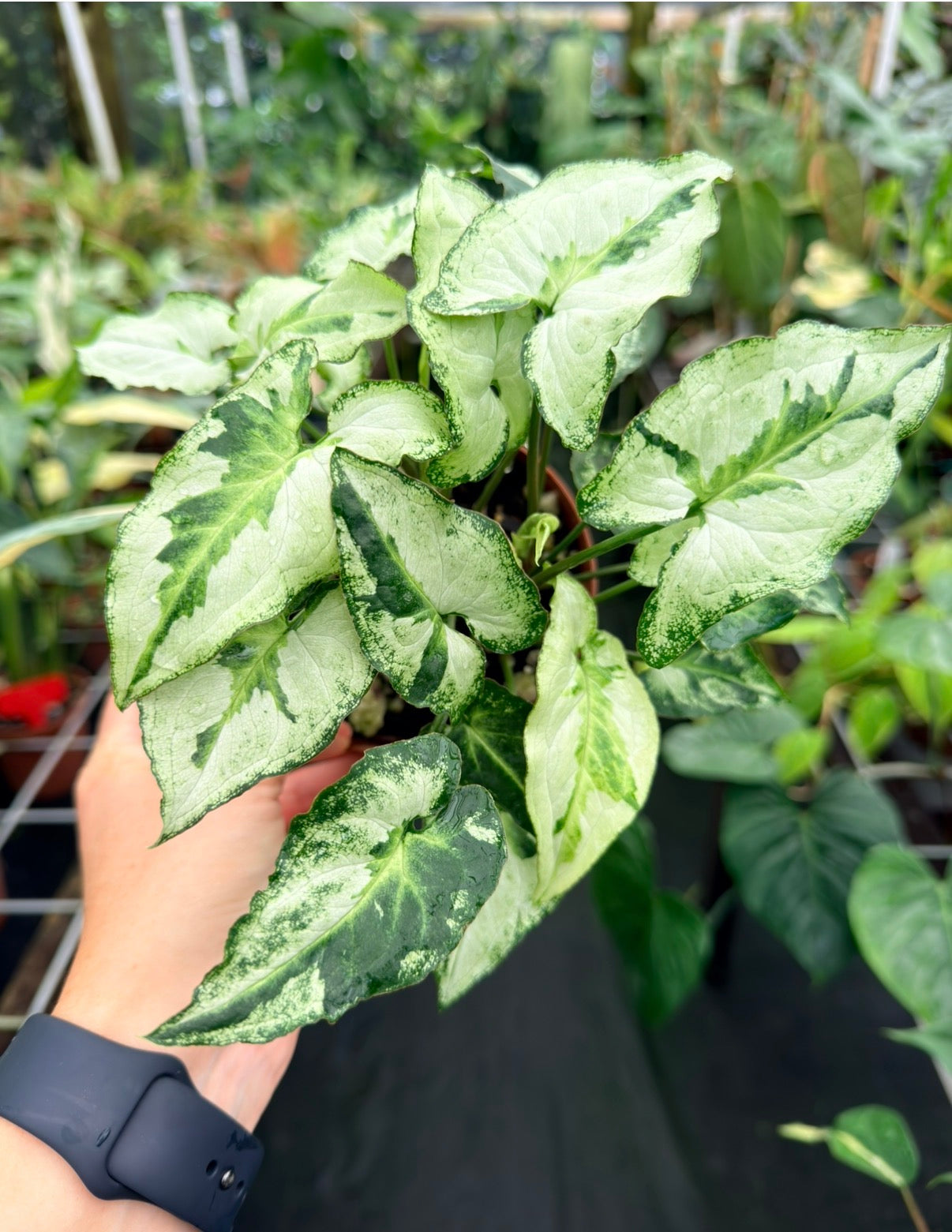 Syngonium podophyllum 'Three Kings'