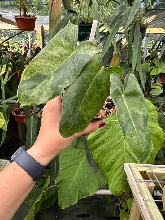Philodendron Burle Marx Mint variegated