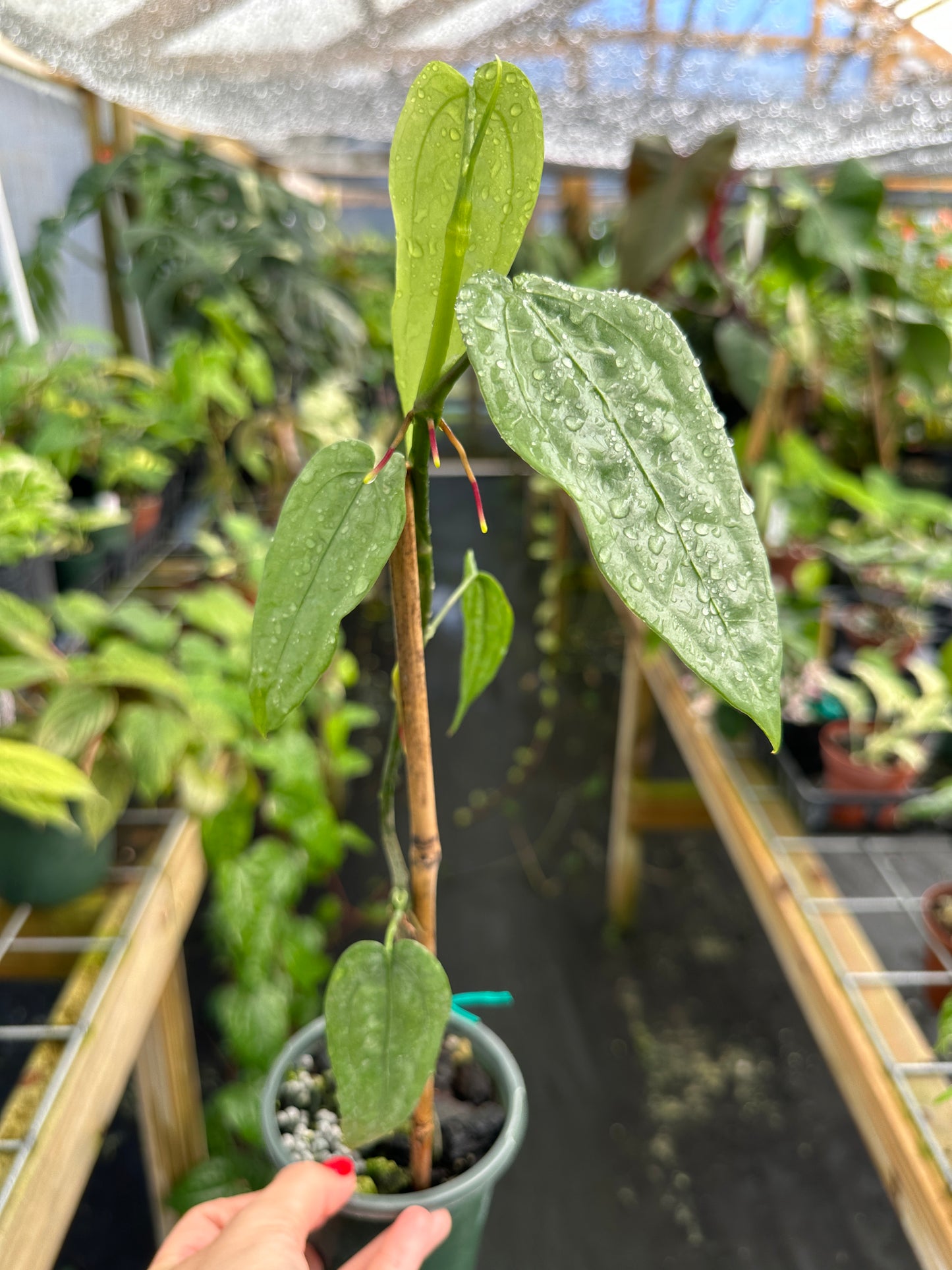 Anthurium sp. 'Limon' EXACT PLANT