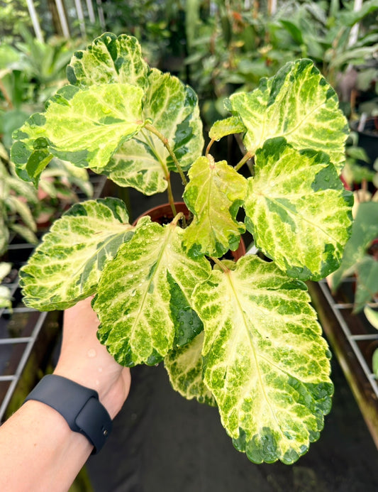 Polyscias sp. Variegated