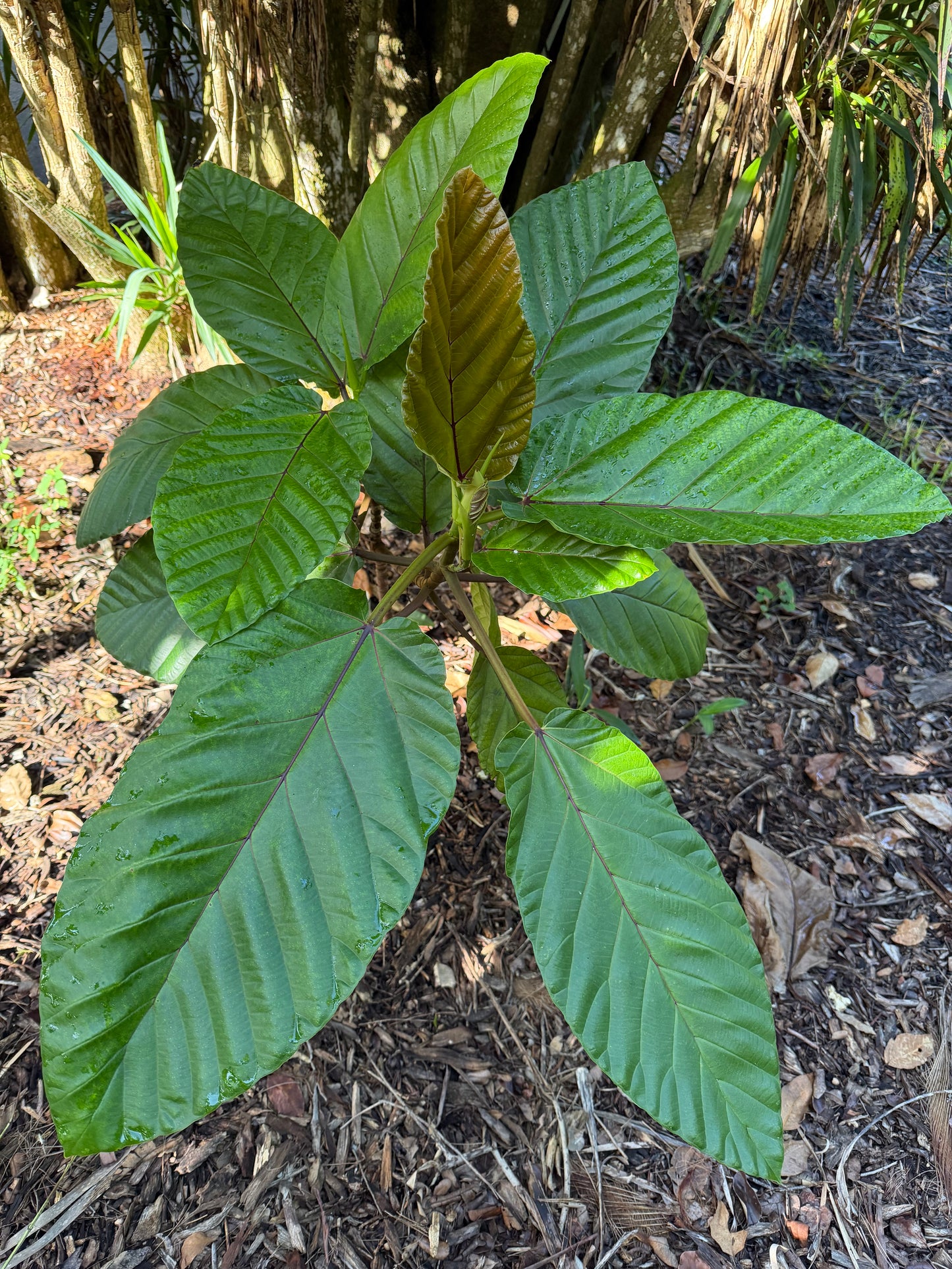 Ficus dammaropsis, Rare