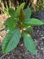 Ficus dammaropsis, Rare