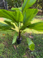 Licuala grandis Palm, Large, LOCAL PICK UP SPECIAL