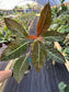 Hoffmannia ghiesbreghtii Variegated, Strawberry Taffeta Plant