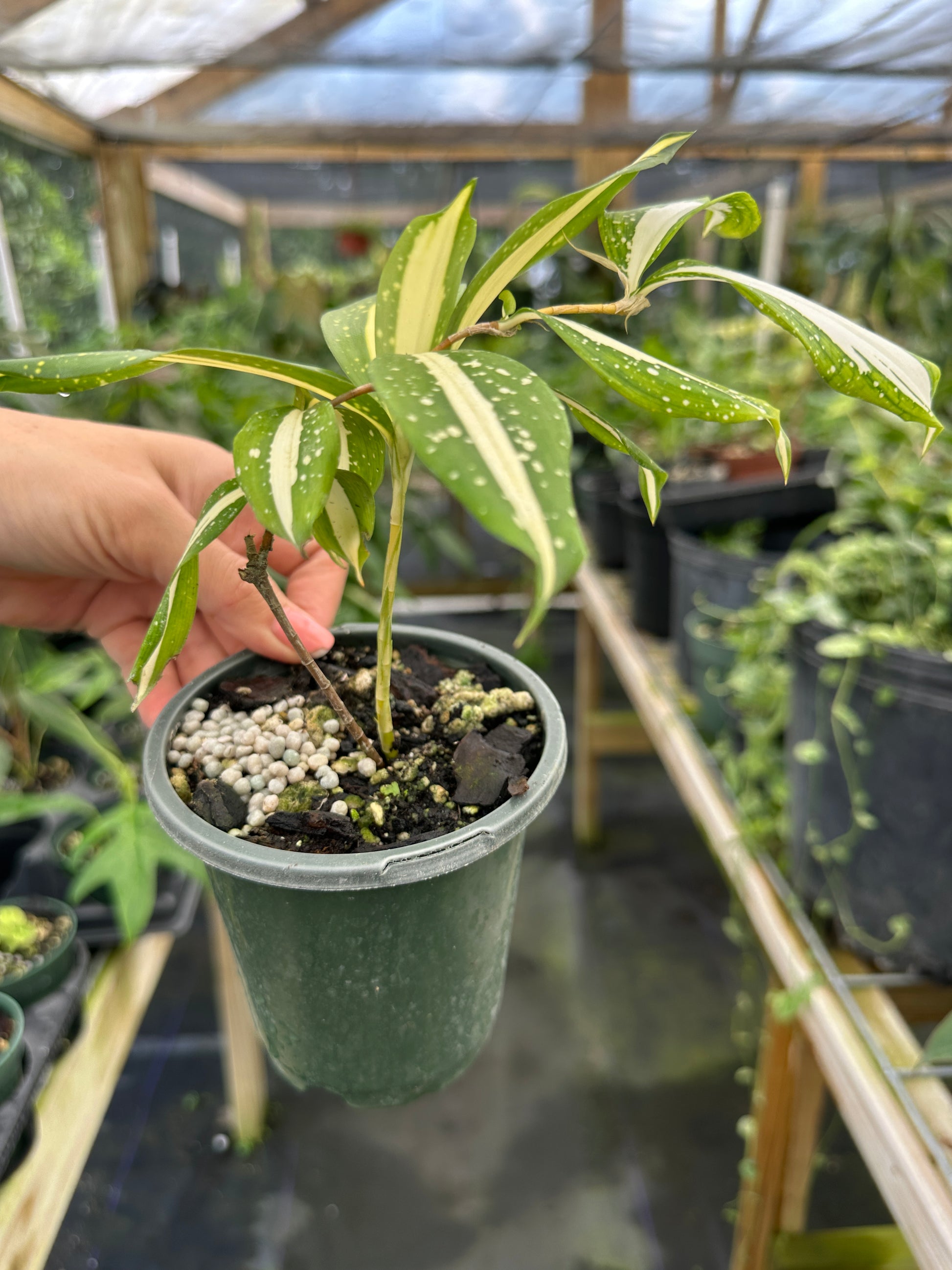 dracaena surculosa fruit Dracaena surculosa 'Milky Way'