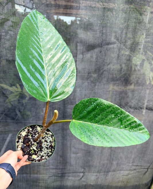 Coussapoa sp. Costa Rica