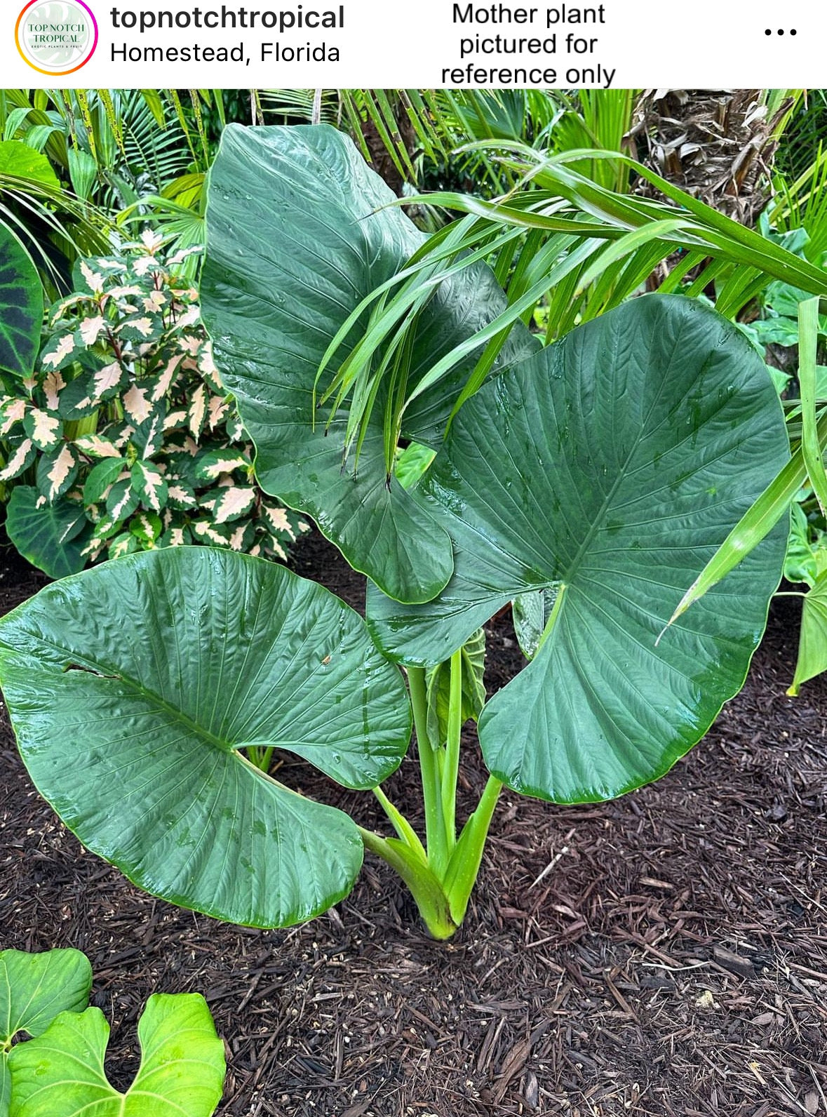 Alocasia Alba, Alocasia Crassifolia,