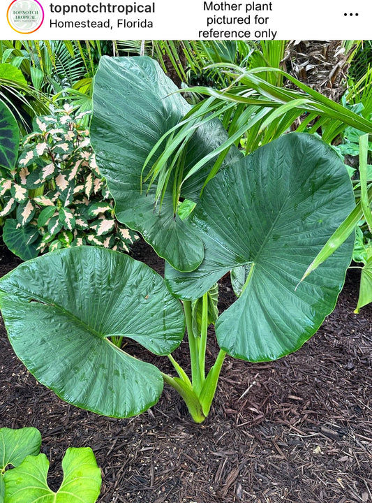 Alocasia alba, Alocasia  crassifolia