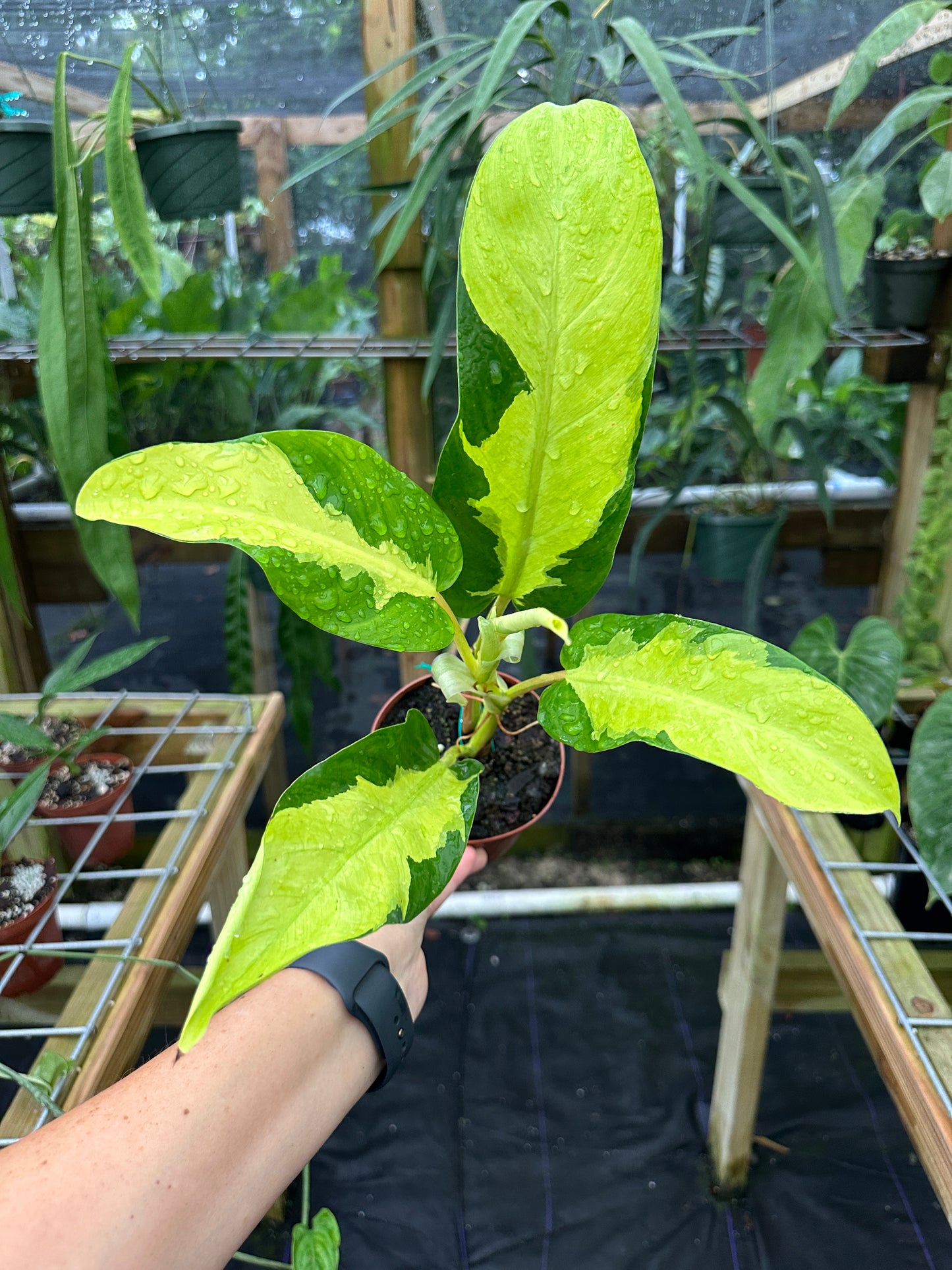 Philodendron Thai Sunrise High Variegation