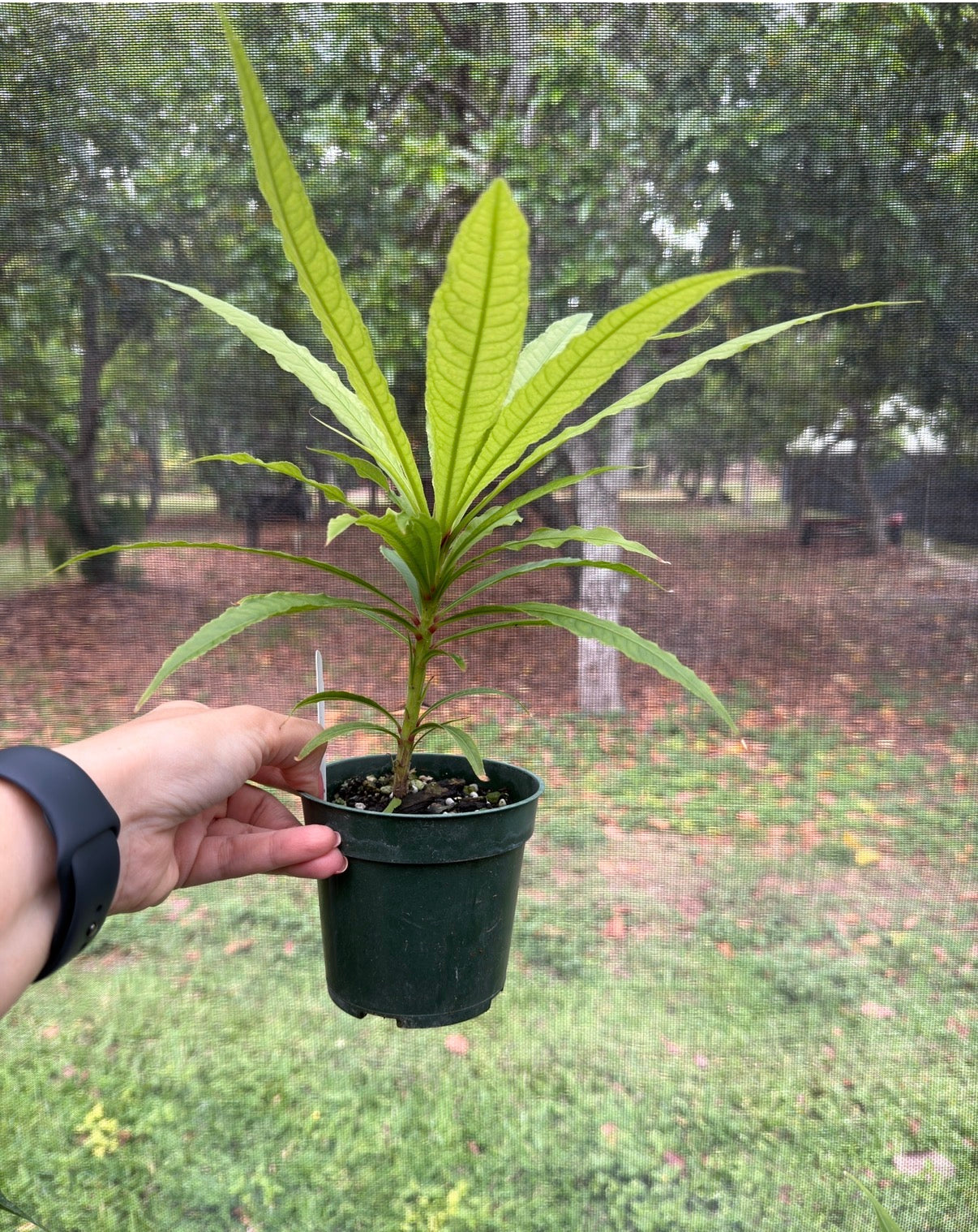 Barringtonia papuana, Rare