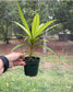 Barringtonia papuana, Rare
