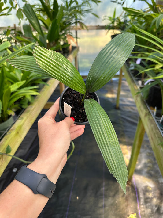 Licuala fractiflexa, Rare Palm