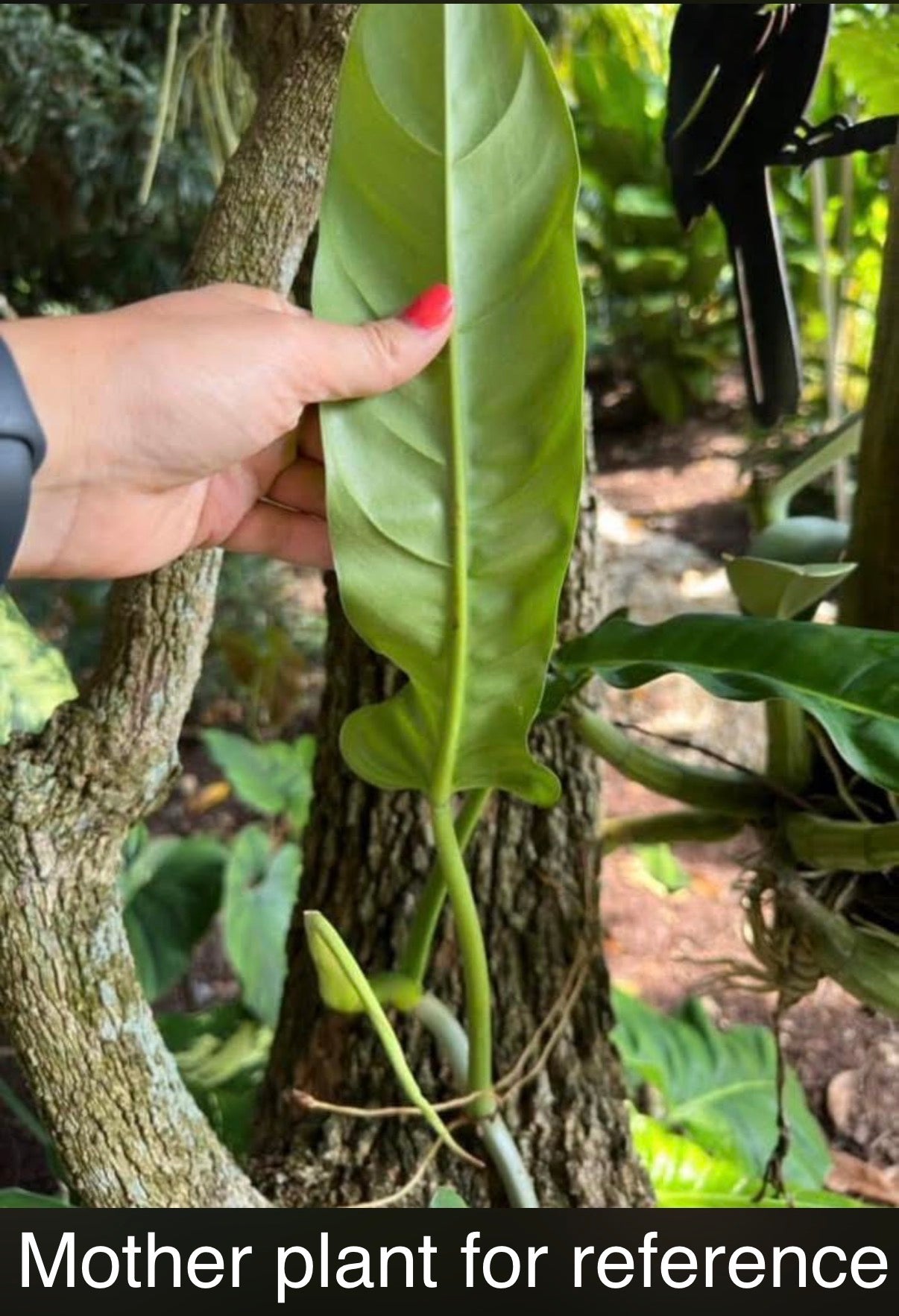 Philodendron barrosoanum 'Giganteum'