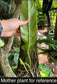 Philodendron barrosoanum 'Giganteum'