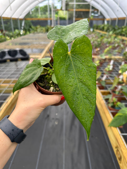 Anthurium nigrolaminum x open pollinated