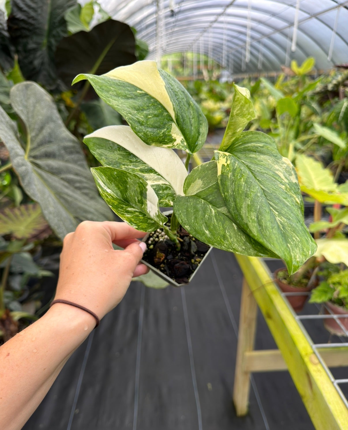 Monstera lechleriana Variegated