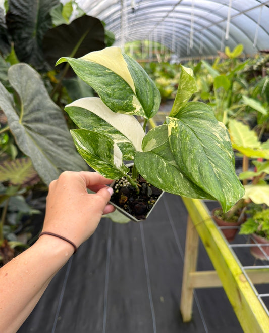 Monstera lechleriana Variegated