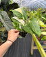 Monstera lechleriana Variegated