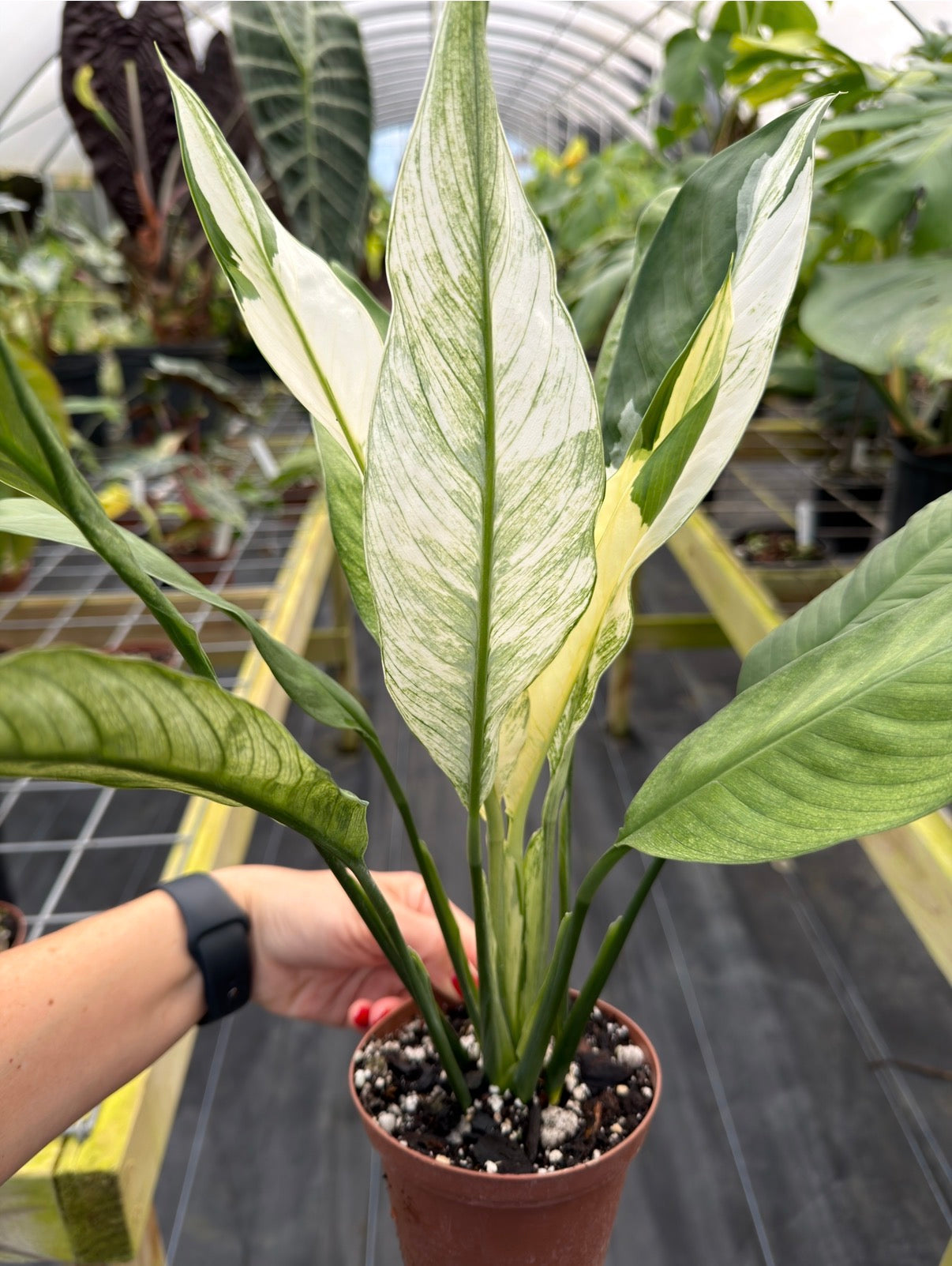 Spathiphyllum City of Angels