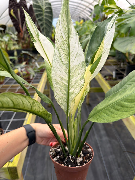 Spathiphyllum City of Angels