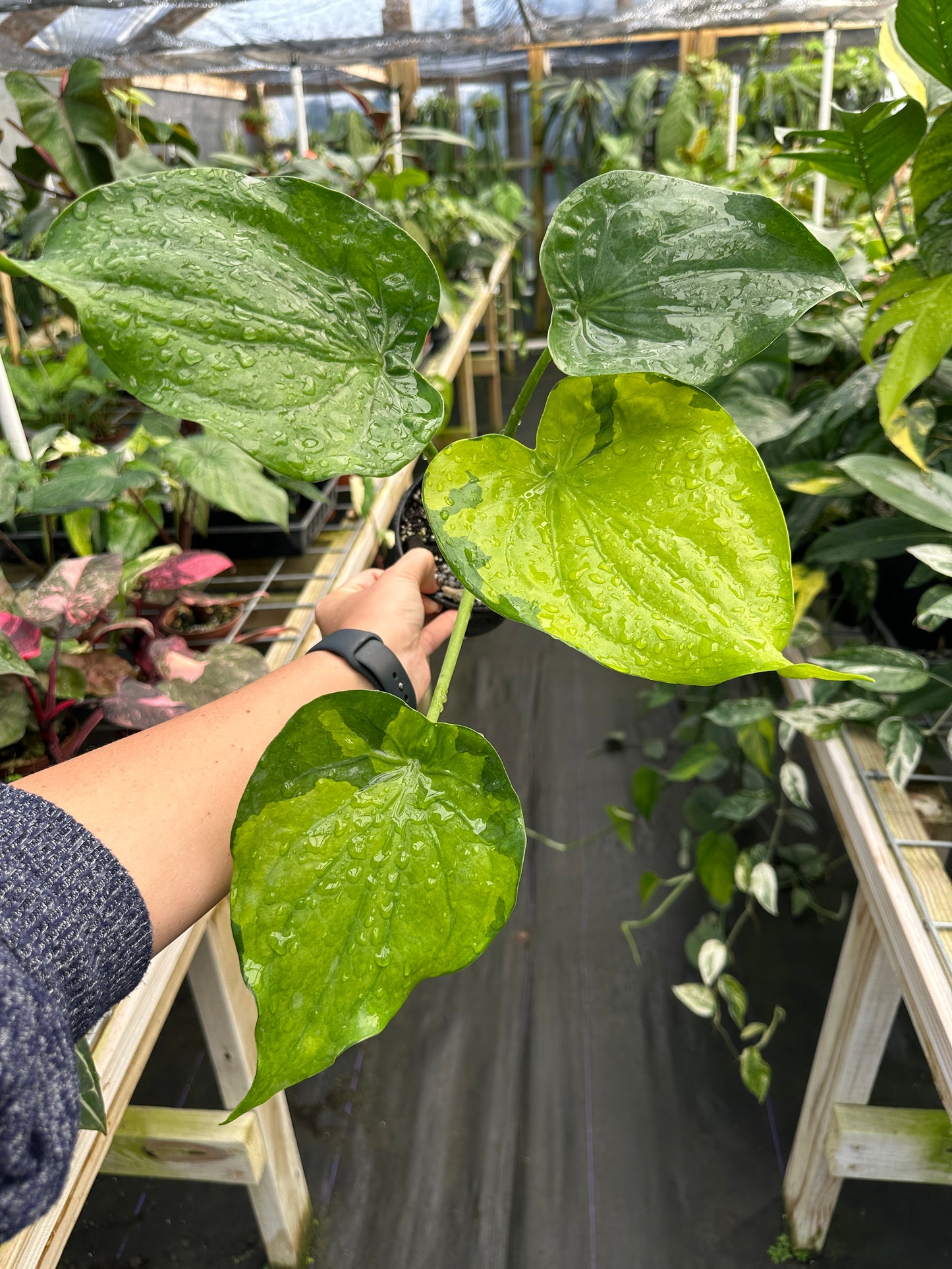 Alocasia cucullata aurea variegated