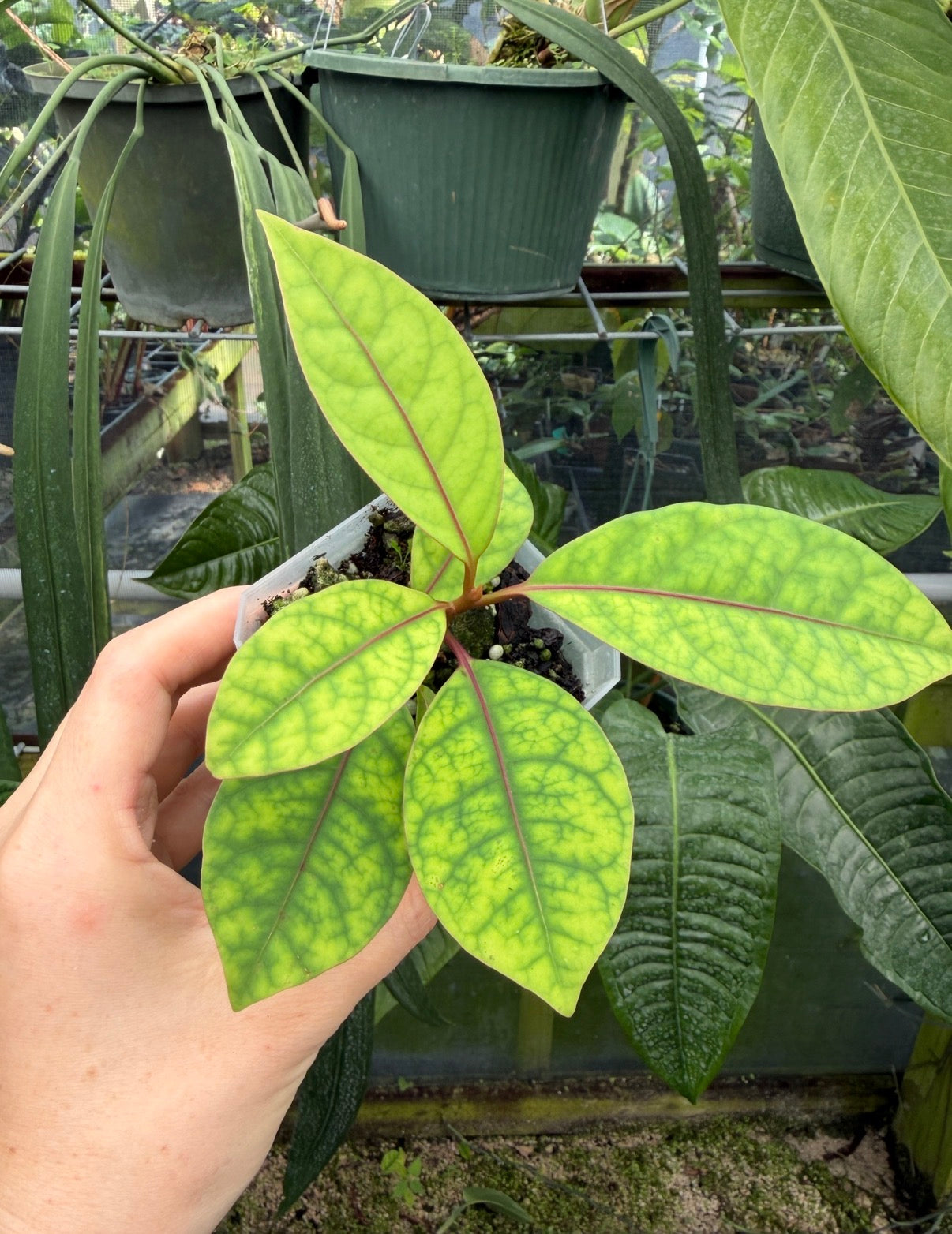 Neea virens "Blue", sp. “Blue Ecuador”, Rare