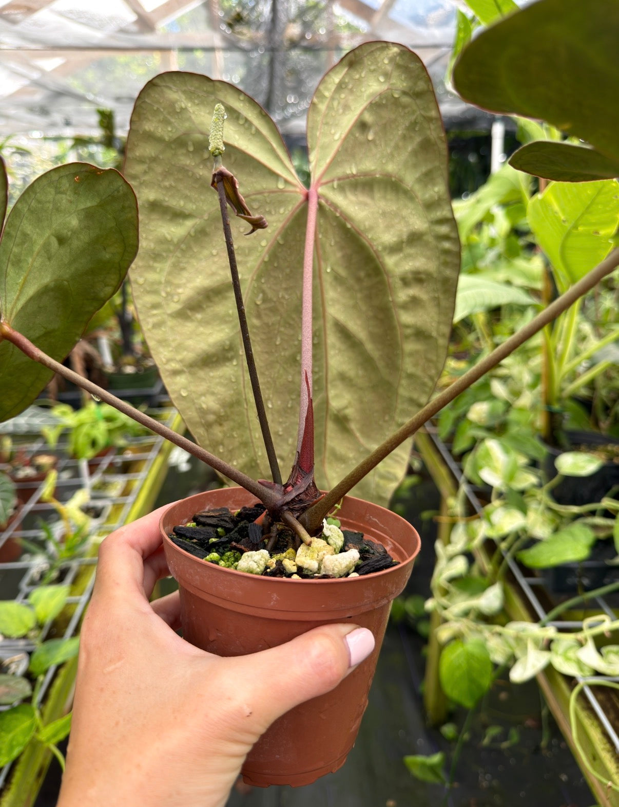 Anthurium 'Ace of Spades' (NSE) x 'Tim Anderson Black' EXACT PLANT