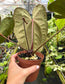 Anthurium 'Ace of Spades' (NSE) x 'Tim Anderson Black' EXACT PLANT