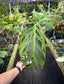 Monstera croatii Rare