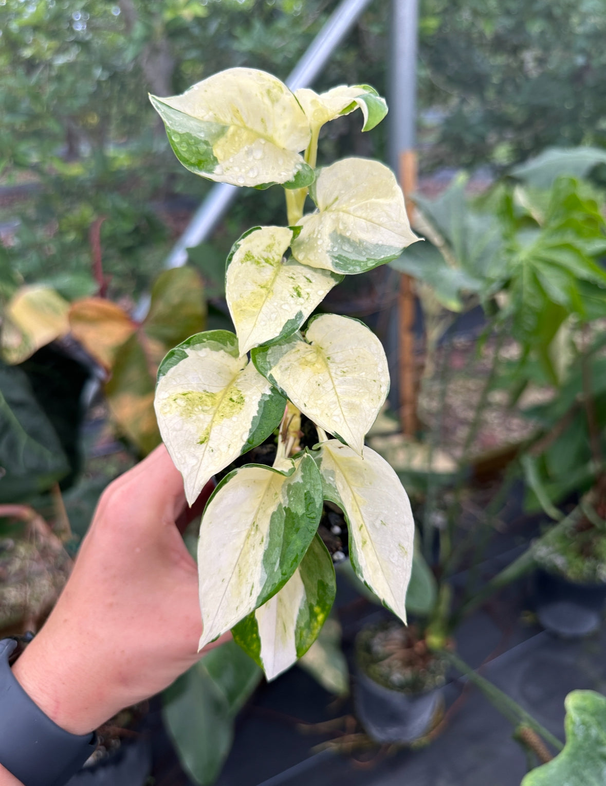global pothos japan Epipremnum aureum 'Japanese Global' Kunzo Lineage