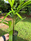 Licuala lauterbachii Palm Large