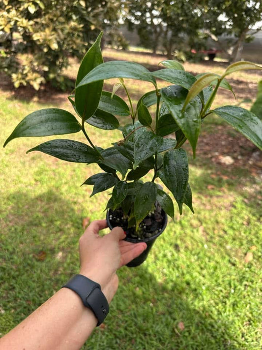 Medinilla hybrid 'Magic'