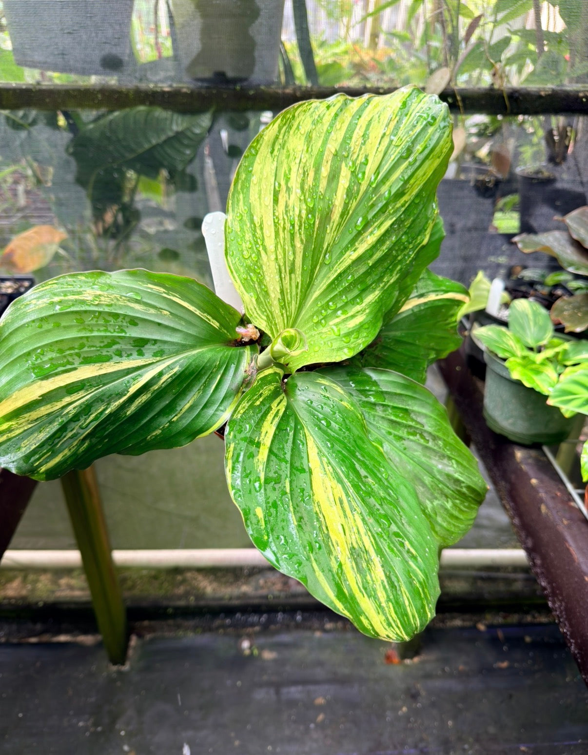 Kaempferia sp. aurea variegated