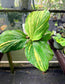 Kaempferia sp. aurea variegated