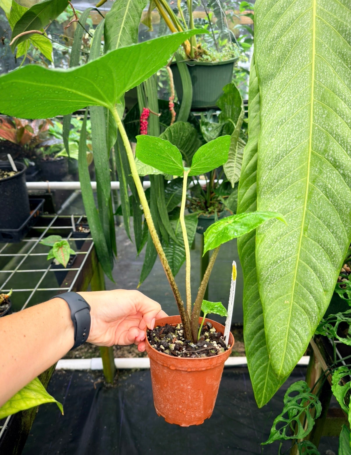 Cyrtosperma merkusii, Rare