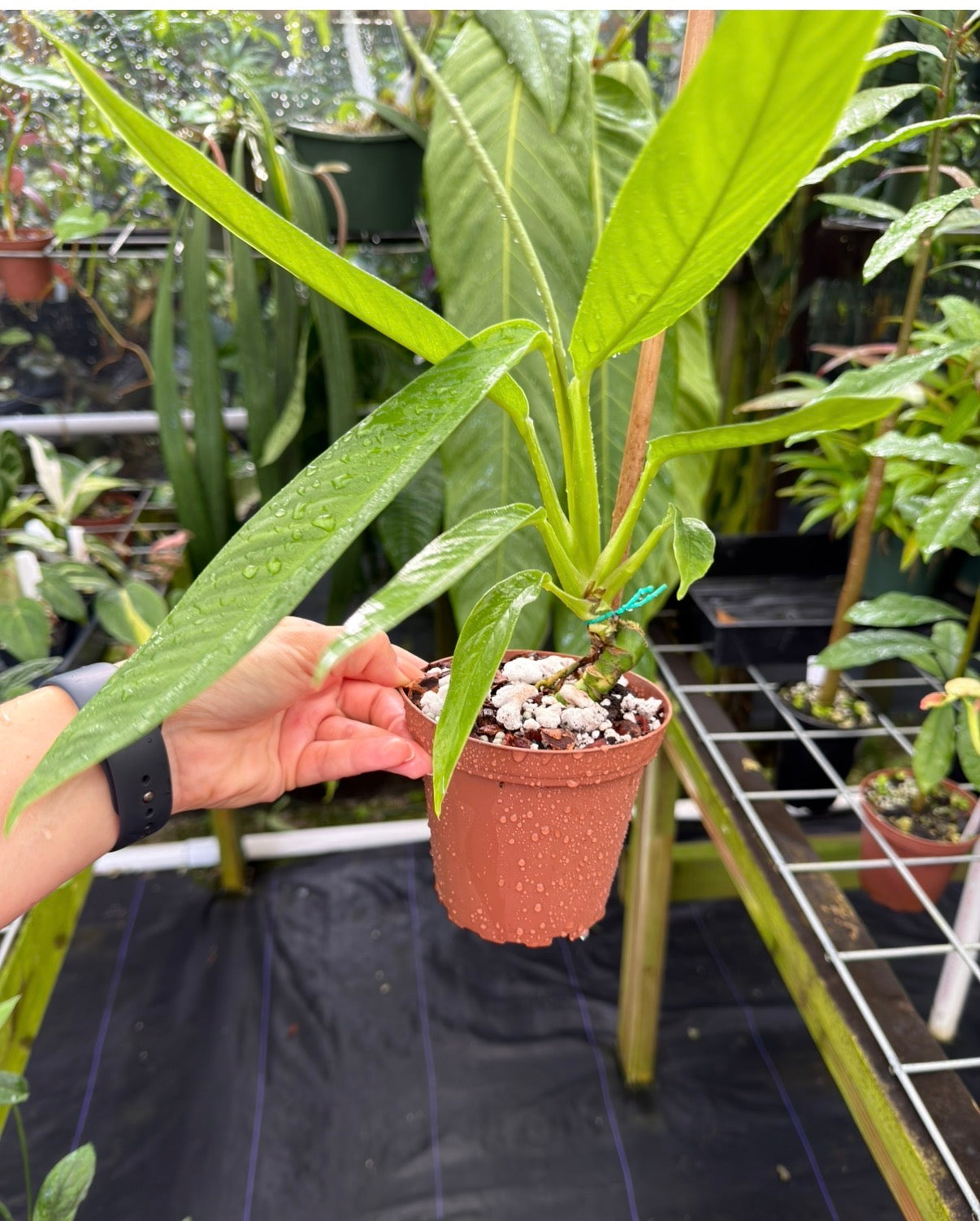 Rhaphidophora araea