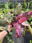 Philodendron erubescens "Pink Princess" Marble Galaxy High Variegated