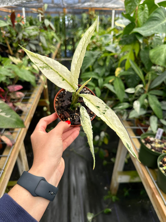 Spathiphyllum City of Angels High Variegated Exact Plant