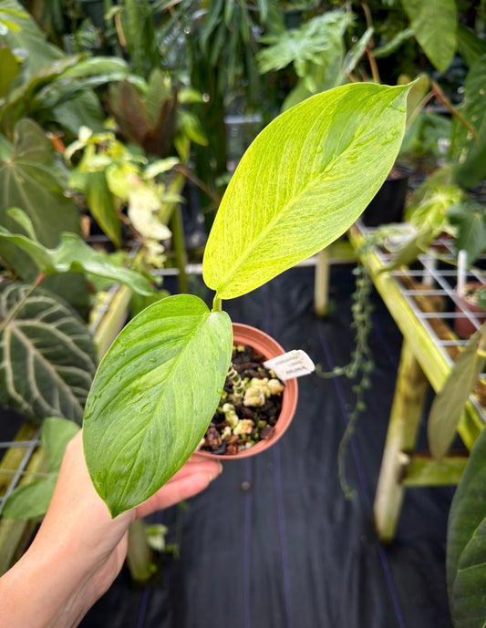 Scindapsus longistipitatus "Lemon" variegated
