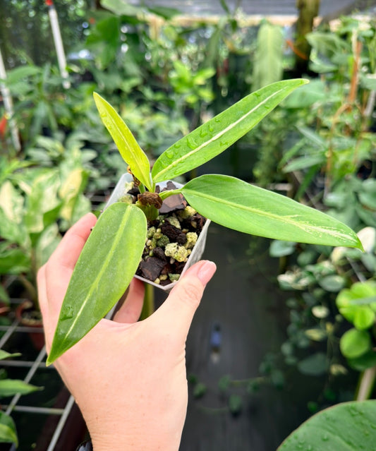Aglaonema vittatum, rare species