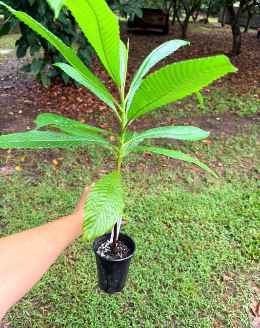 Dillenia indica tree