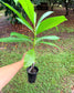 Dillenia indica tree
